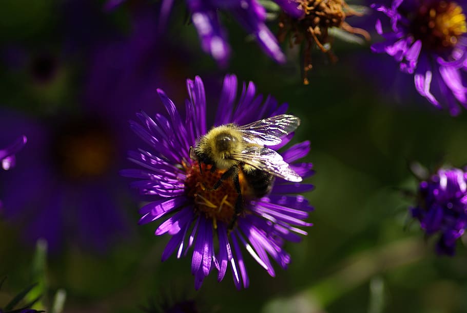 aster, bee, purple, nature, wild flowers, flowering plant, beauty in nature HD wallpaper