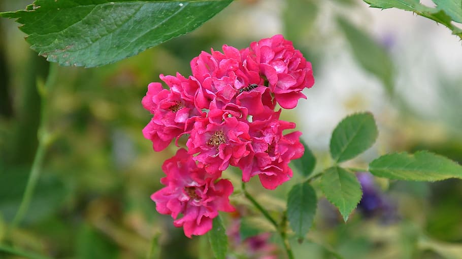rose, group, red rose, nature, plant, leaf, summer, flower HD wallpaper
