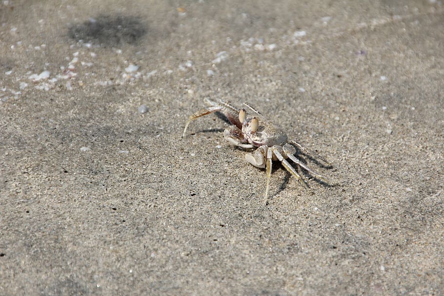 crab, cancer, shellfish, beach, animal themes, one animal, animal wildlife HD wallpaper