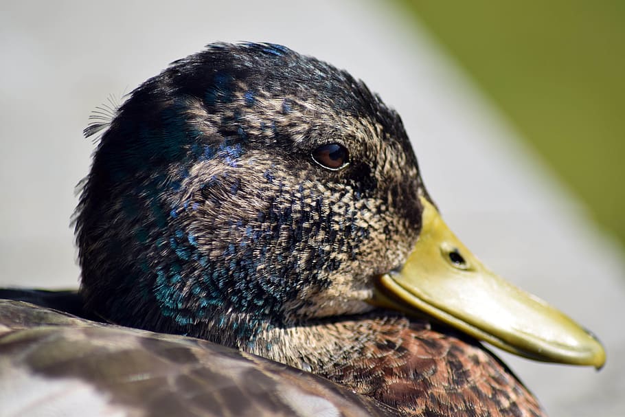 Duck, Macro, Water Bird, Head, one animal, animal themes, animals in the wild HD wallpaper