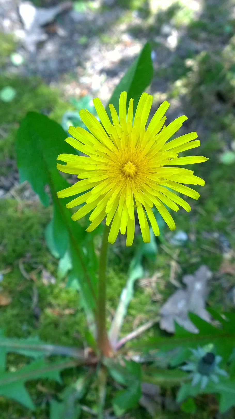 dandelion, yellow, close, bright, pointed flower, flowering plant HD wallpaper