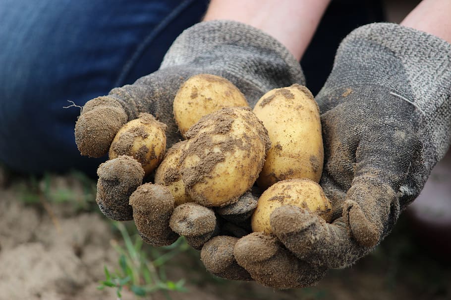 person's holding root crop potato, Bio, Field, Earth, Eat, Nature, HD wallpaper