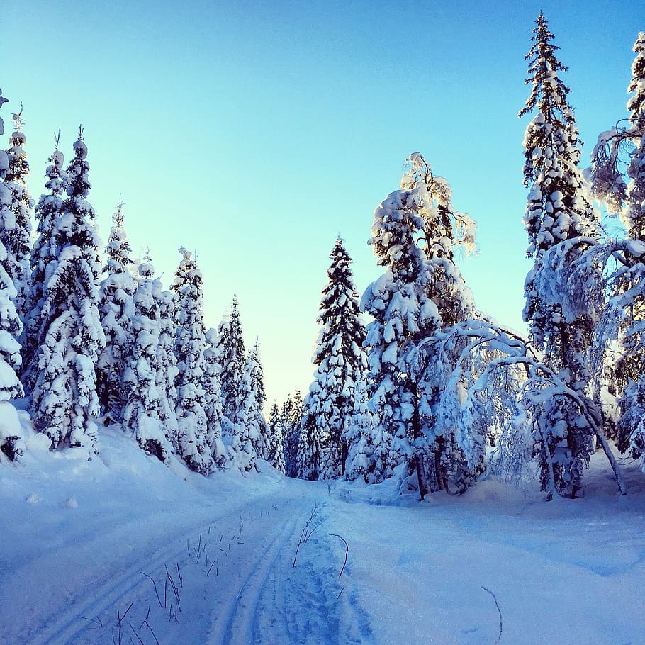 Winter, Snow, Nature, Forest, Pathway, cold temperature, landscape HD wallpaper