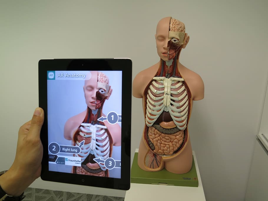person taking photo of human anatomy using black iPad, augmented reality HD wallpaper