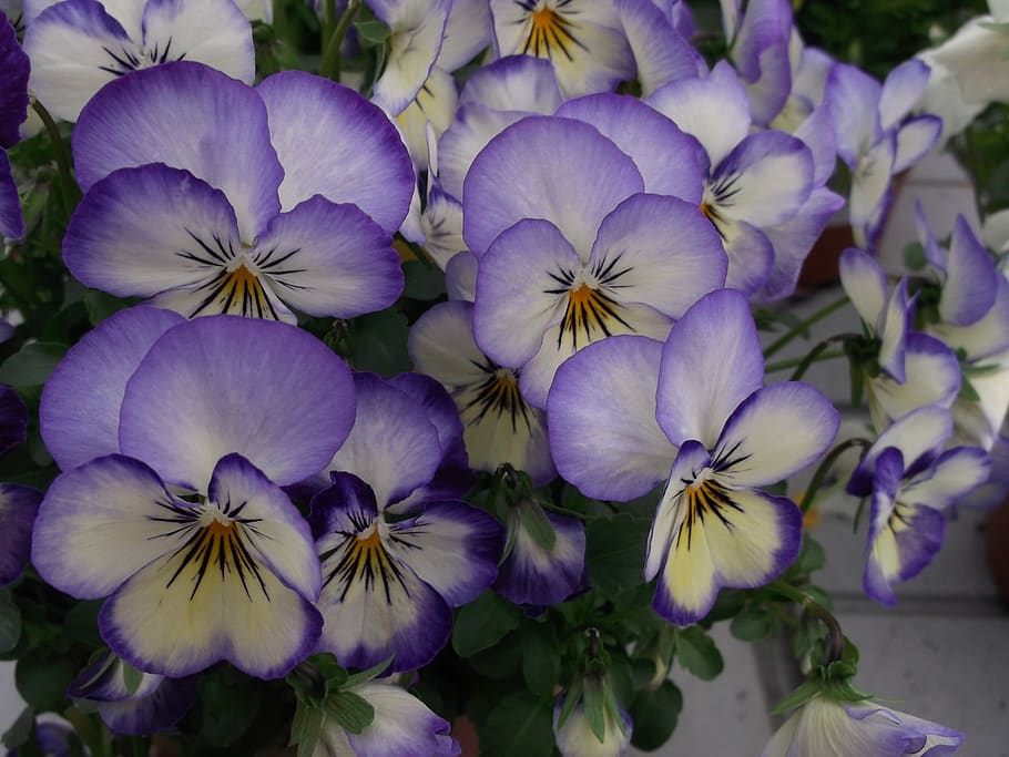 violas, violet, flower, flowering plant, freshness, petal, fragility HD wallpaper