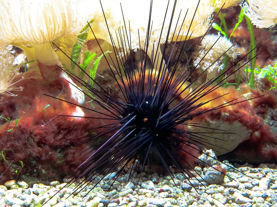 sea urchins, poison, sting, toxic, ocean floor, marine life, HD wallpaper