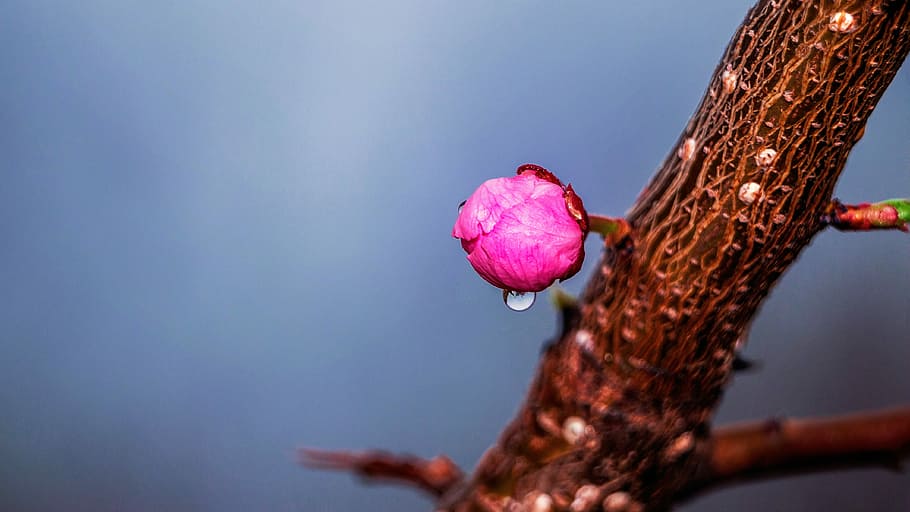 nature, outdoors, desktop, closeup, color, tree, flora, sky HD wallpaper