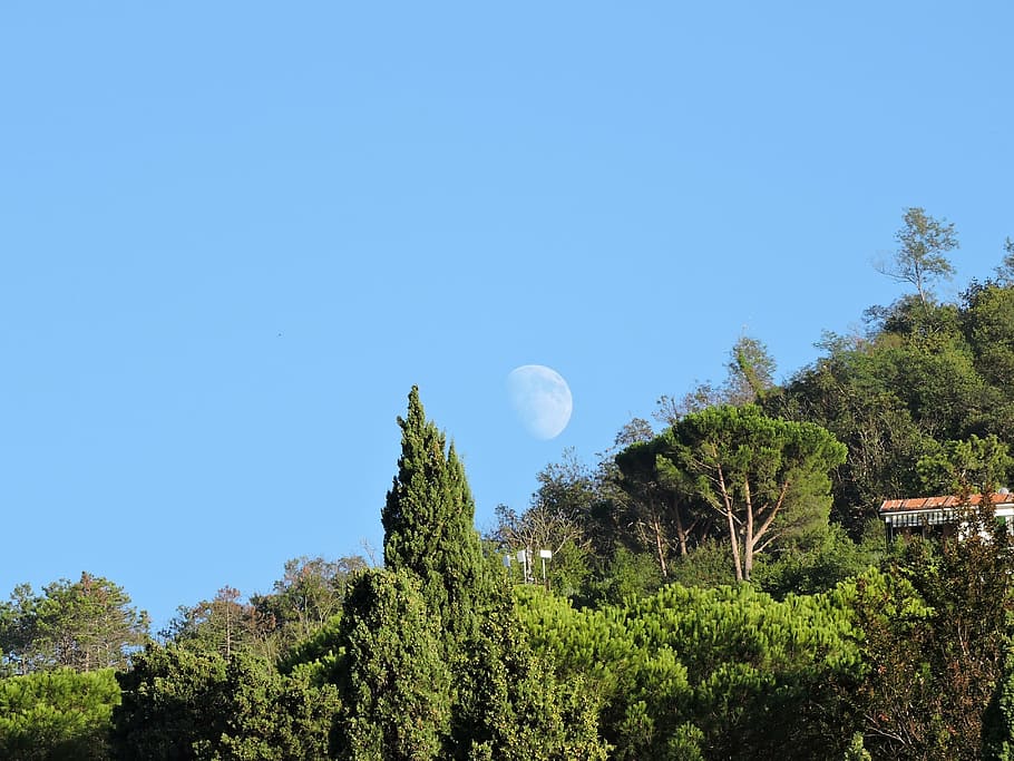luna, mountain, trees, green, sky, plant, growth, beauty in nature HD wallpaper