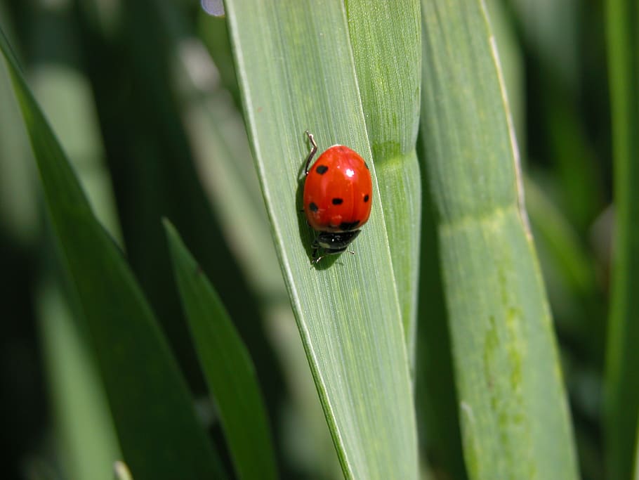ladybug, insect, field, garden, nature, invertebrate, beetle HD wallpaper