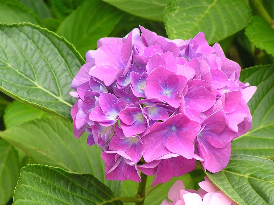 flower, garden, blossom, bloom, flower garden, plant, flora HD wallpaper