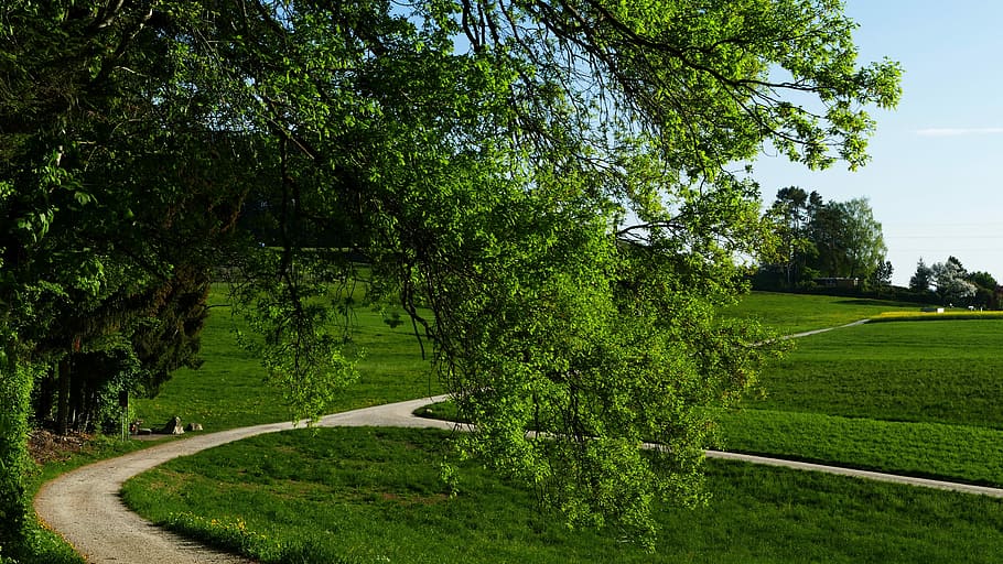 landscape, nature, reported, trees, morning sun, plant, green color HD wallpaper