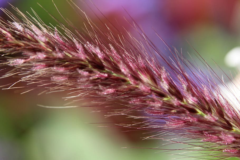 Grass, Ear, Plant, purple, close-up, growth, nature, no people HD wallpaper