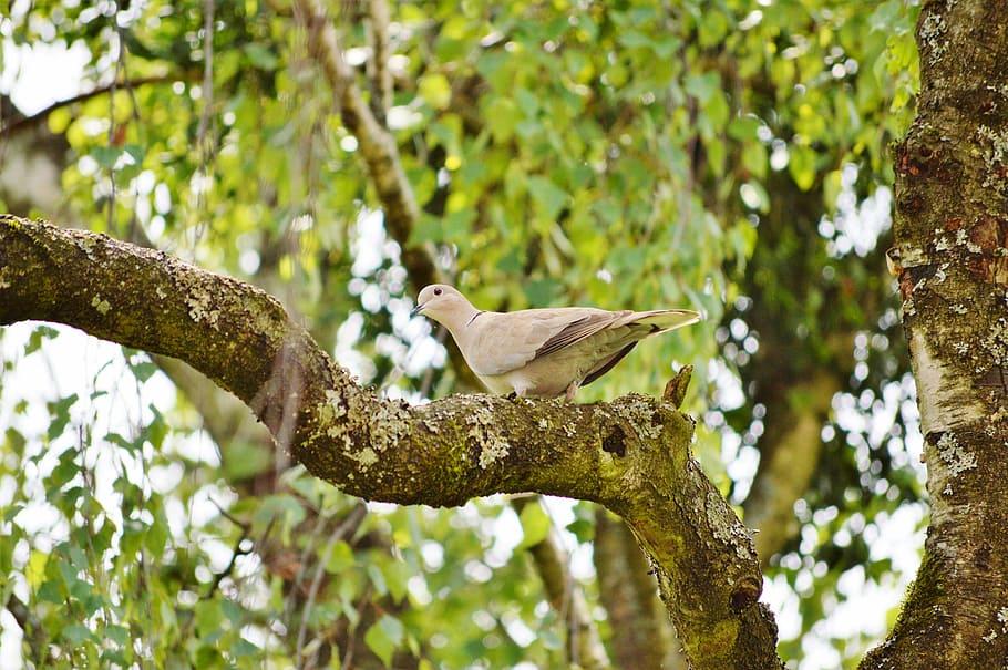 dove, bird, collared, nature, city pigeon, poultry, wing, foraging HD wallpaper