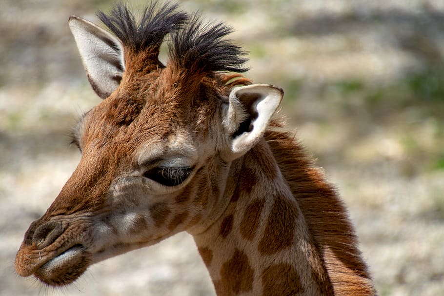 photo of brown giraffe, young animal, giraffe head, animal world
