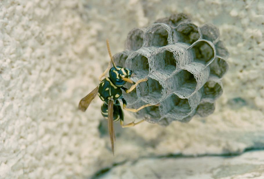 insect, macro, wasp, close, invertebrate, close-up, animal themes HD wallpaper