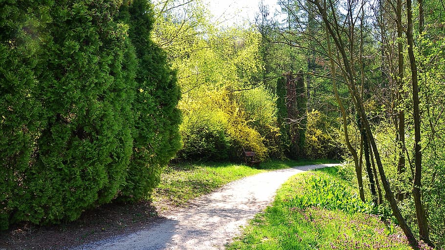 spring, nature, strolling, sunshine, tree, forest, outdoors HD wallpaper