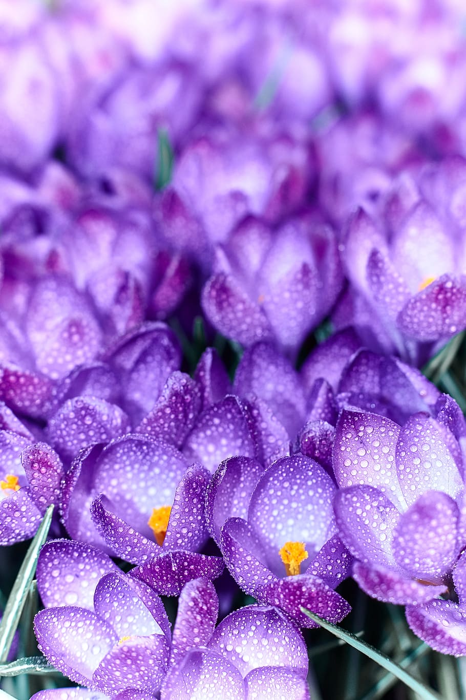 crocus, flower, blossom, bloom, spring, nature, spring flower HD wallpaper