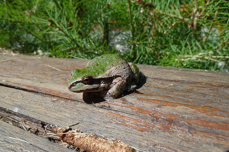 Tree Frog, Amphibian, Creature, green, animal, nature, one animal HD wallpaper