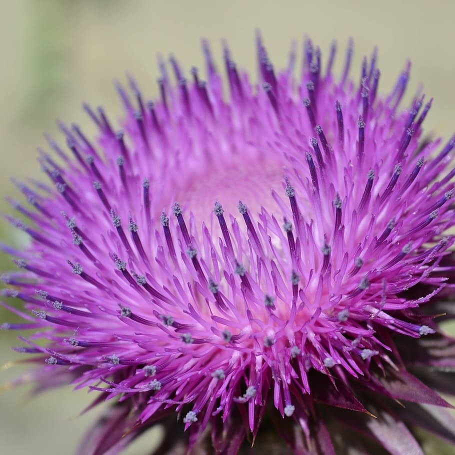 szamárkóró, purple, flower, spiked, purple flower, macro