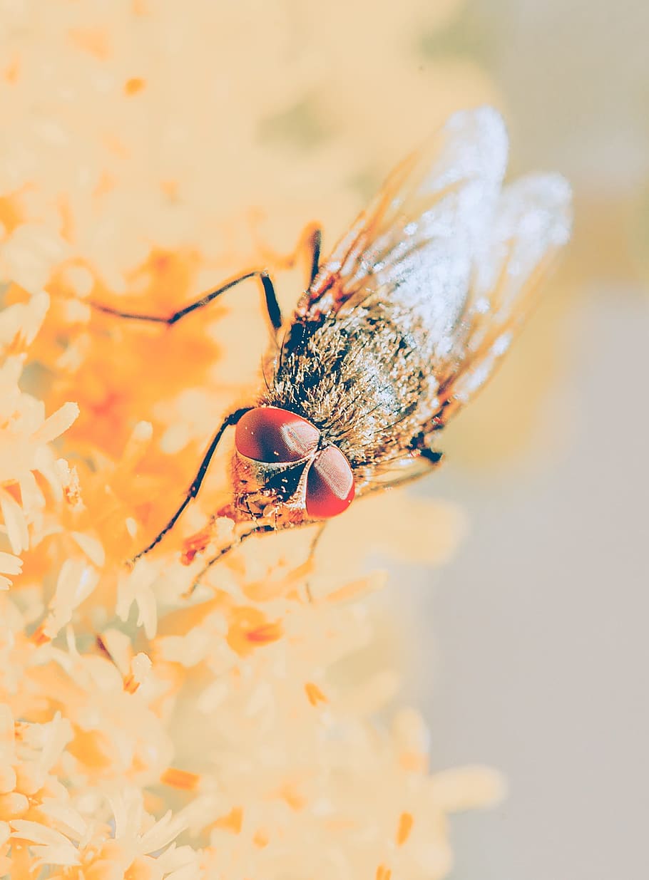 Fly, Compound Eyes, Close, Nature, insect, one animal, animal themes HD wallpaper