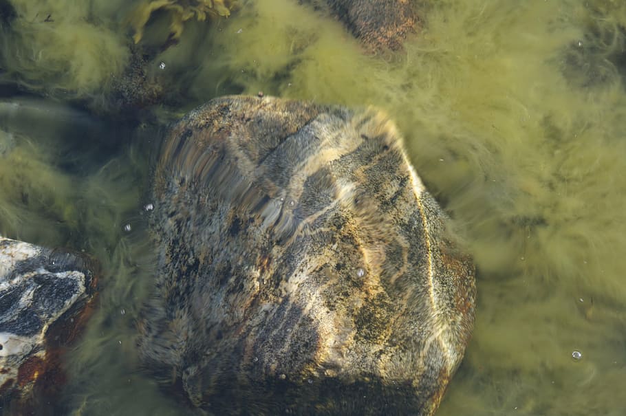 the ocean floor, stone, seagrass, rock, water, solid, nature, HD wallpaper