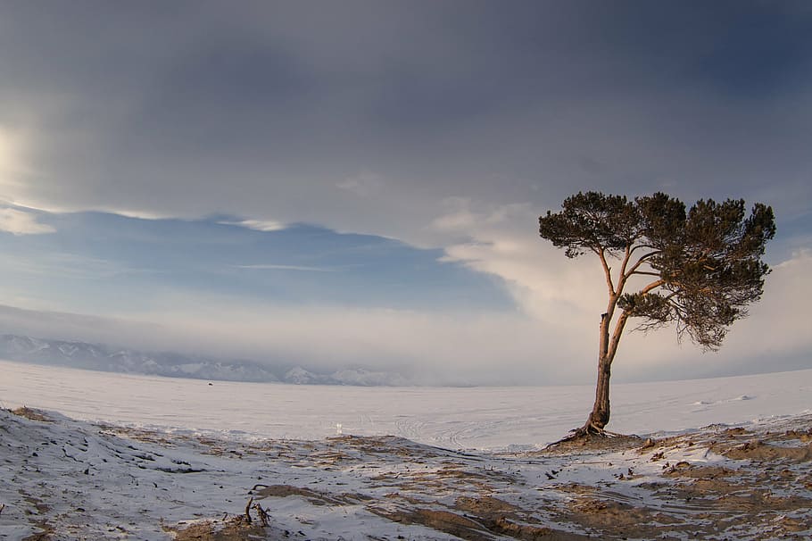 gray and green tree beside body of water, nature, winter, sky HD wallpaper