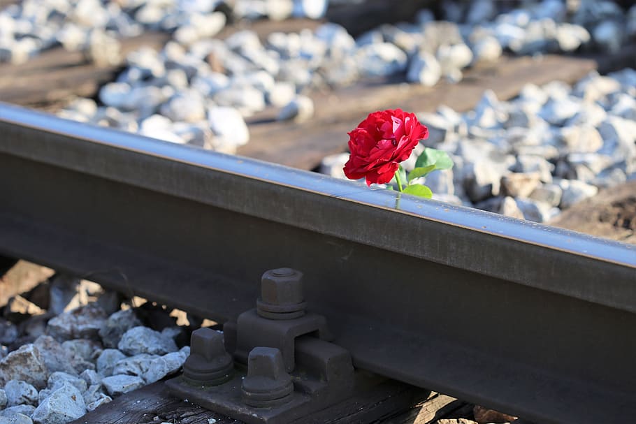 red rose on railway crossing, tragedy, drive carefully, flower, HD wallpaper