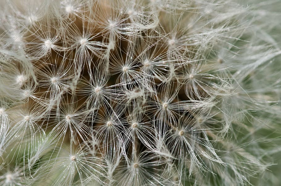 dandelion, fluff, detail, macro, flower, faded, flowers, faded dandelion HD wallpaper