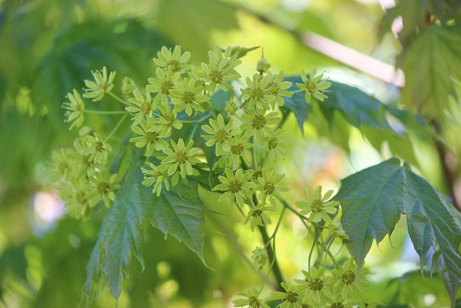 maple, tree, blossom, bloom, spring, plant, growth, leaf, plant part HD wallpaper