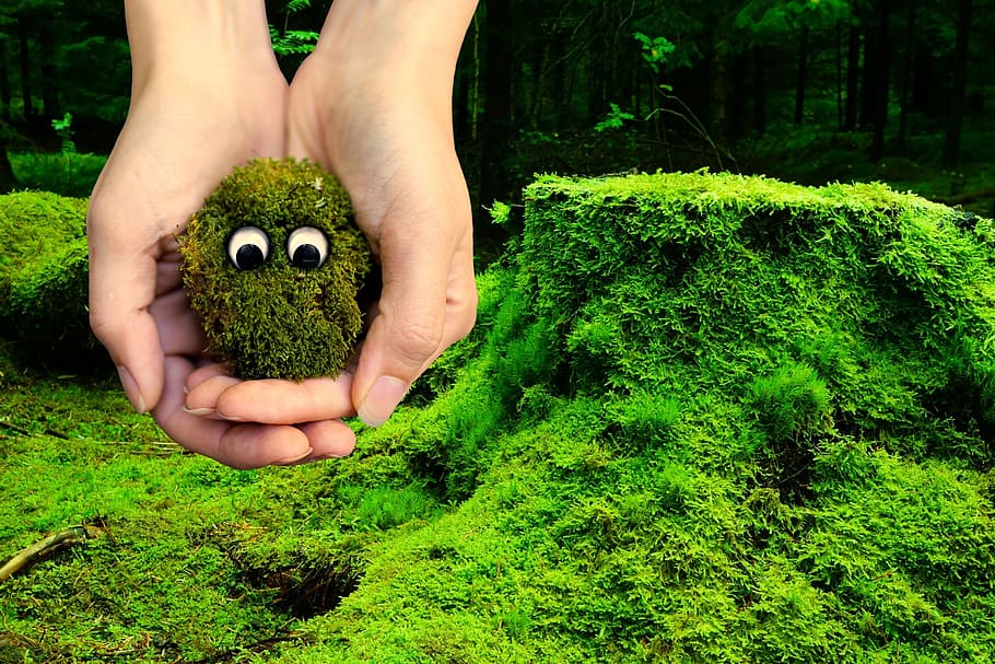 moss, ecology, environment, protection, live, alive, creature HD wallpaper