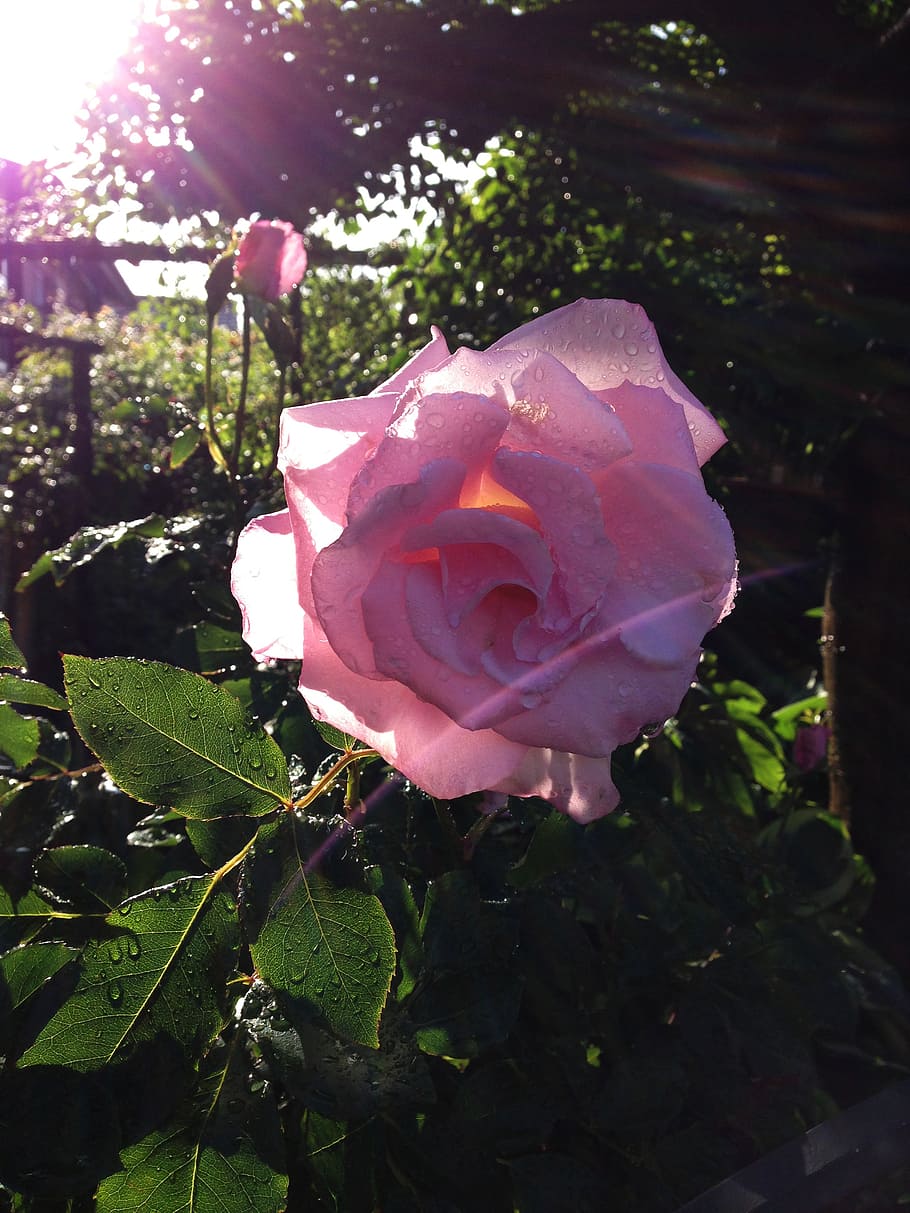 flowers, rose, sunshine, plant, flowering plant, rose - flower HD wallpaper