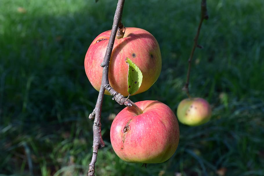 red apple tree branch