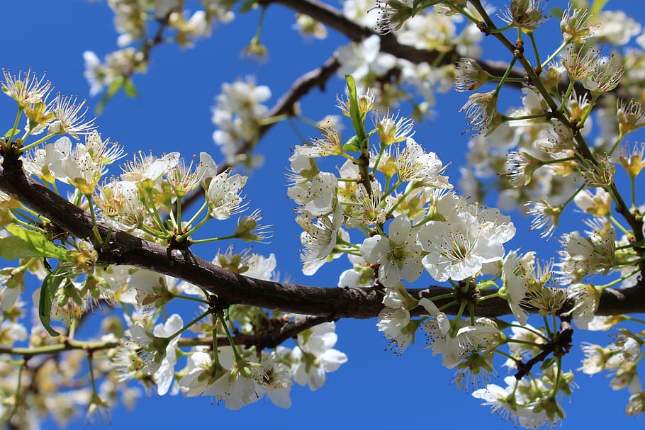 tree, branch, flower, sky, nature, plum, plant, flowering plant HD wallpaper