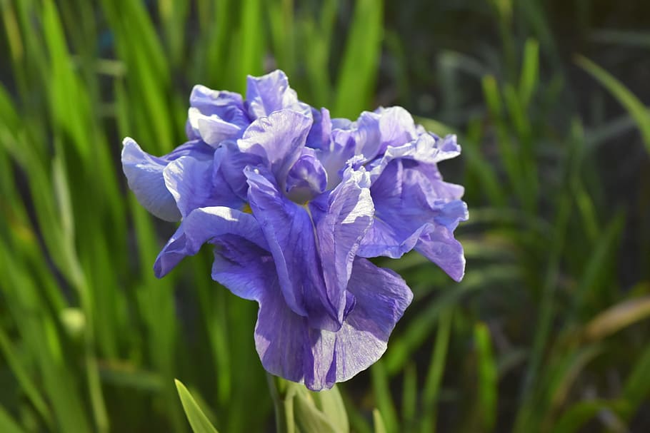iris, flowers, purple, plant, flowering plant, beauty in nature HD wallpaper