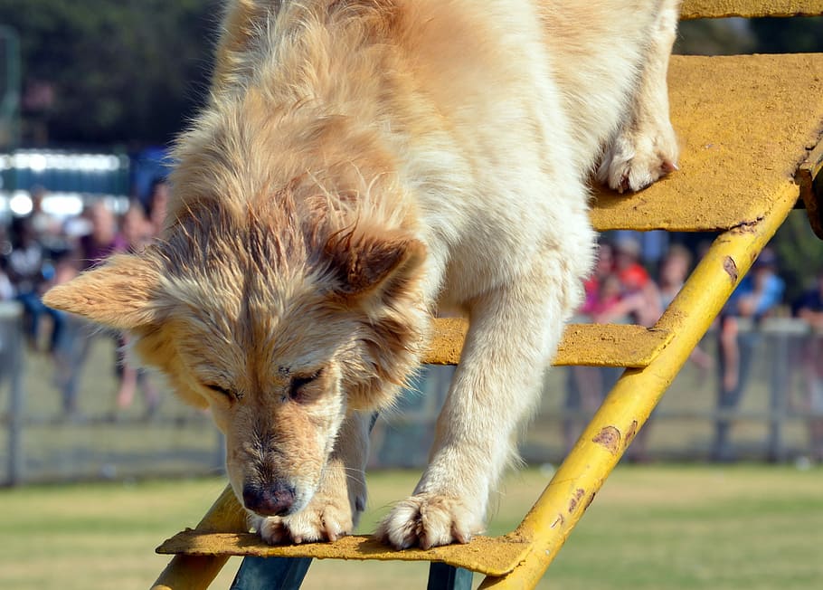 Dog, Training, Climbing, Obedience, one animal, focus on foreground HD wallpaper