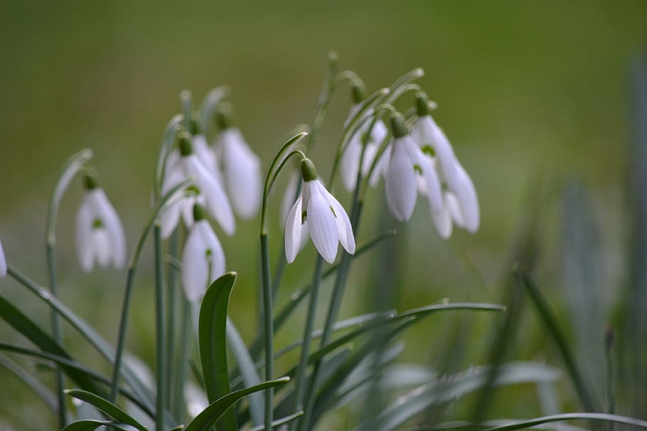white flowers, snowdrop, nature, spring, blossom, bloom, plant HD wallpaper