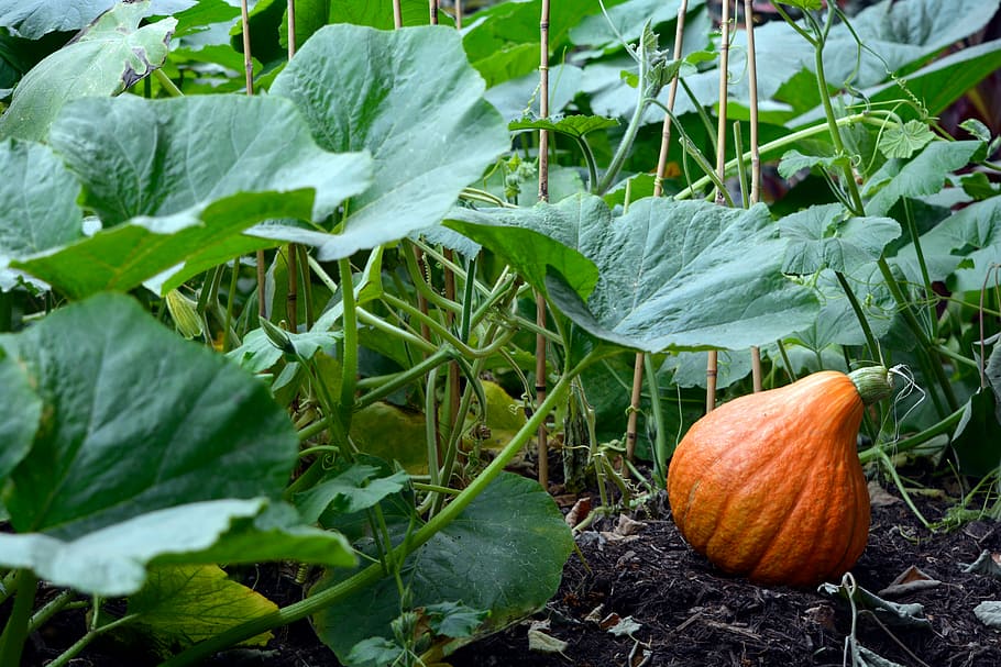 Pumpkin patch, person taking photo of pumpkin, garden, plant HD wallpaper