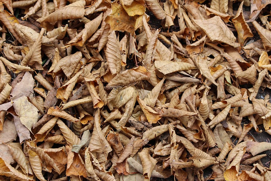 fall, leaf, leaves, autumn, nature, tree, maple, seasonal, undergrowth HD wallpaper