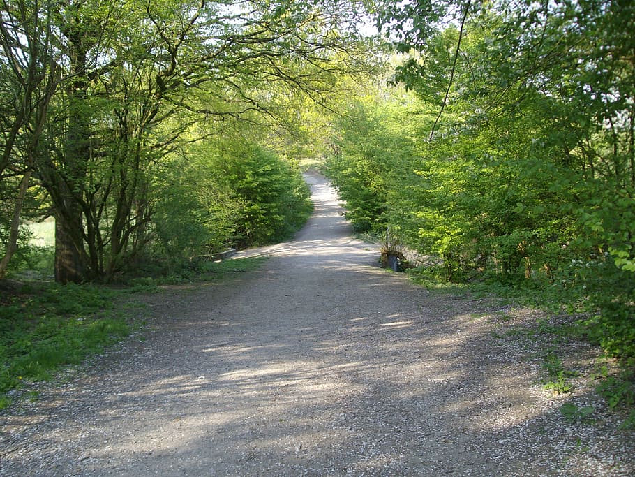 forest, green, away, nature, tree, shadow, plant, direction HD wallpaper