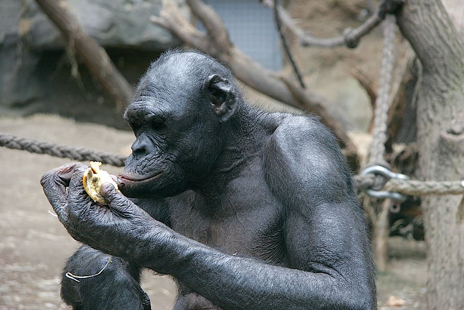 monkey, break, think, eat, philosophize, thinking, lazy, zoo HD wallpaper