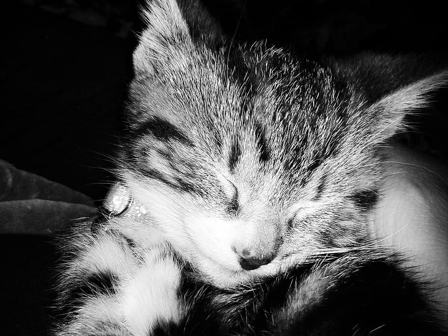 kitten, feline, animals, animal themes, one animal, mammal HD wallpaper