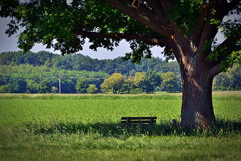 tree, oak, park bench, rest, shadow, nature, green, old oak HD wallpaper
