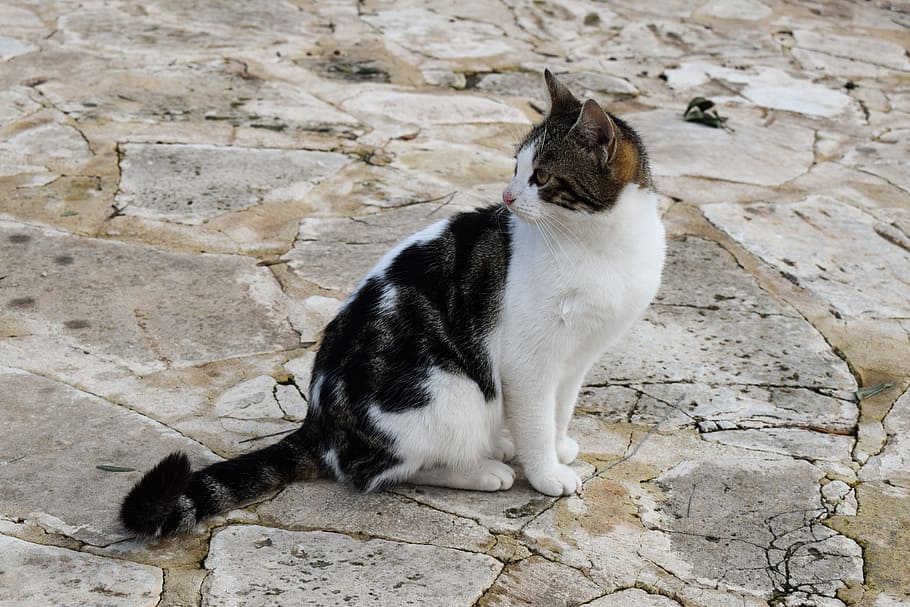 Cat, Stray, Animal, Cute, Kitten, adorable, looking, homeless HD wallpaper