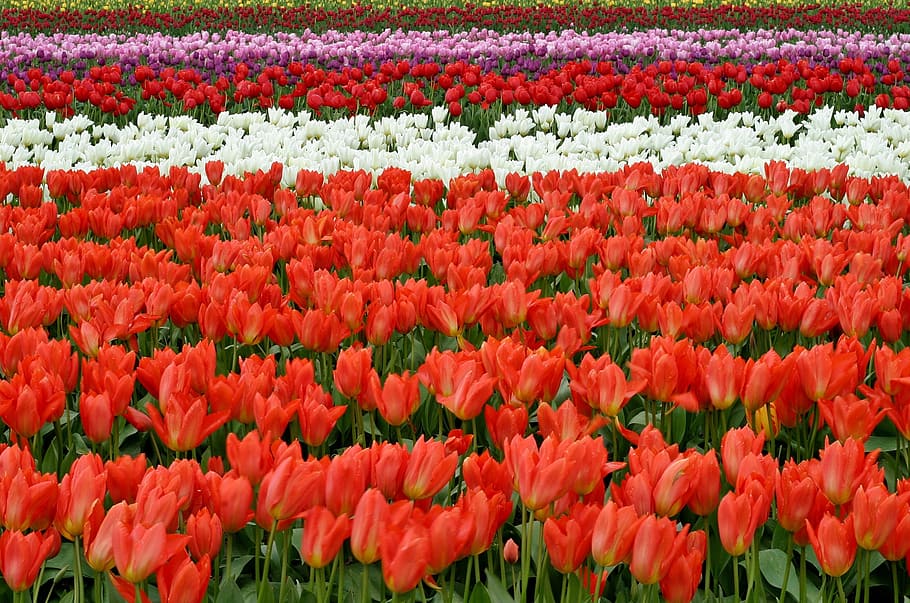 red, white and pink tulips garden, flowers, fish eye, purple, HD wallpaper