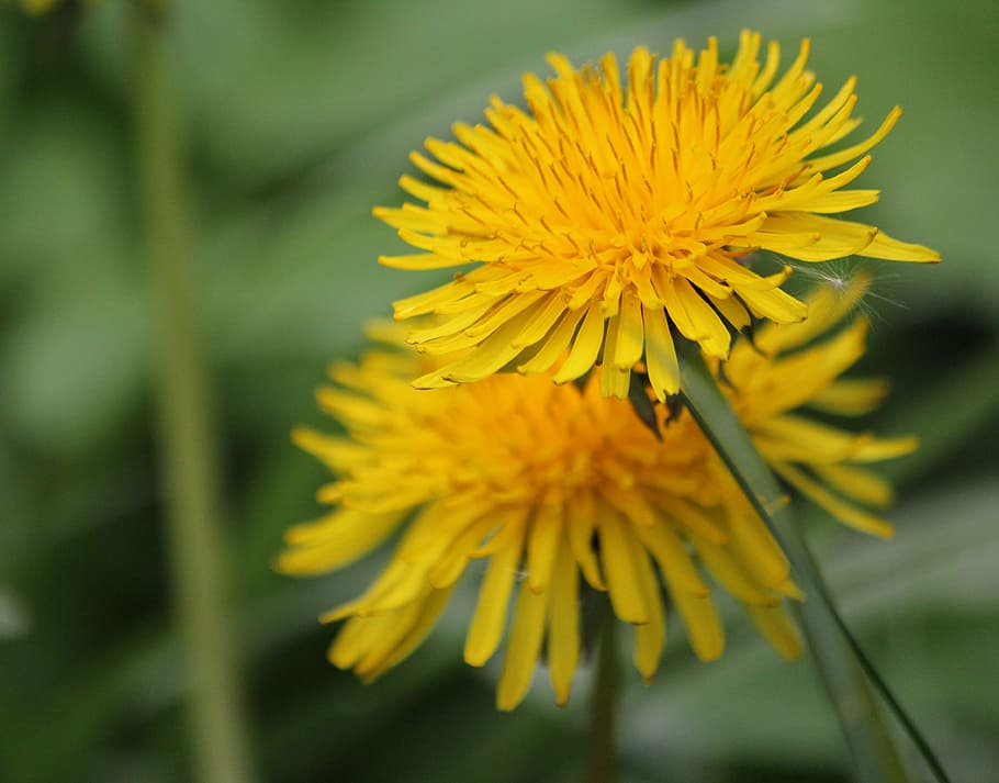 lights flower, yellow, weed, plant, dandelion, flowering plant, HD wallpaper