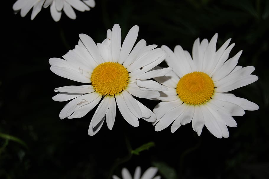 Daisy, White Flower, Spring, White, plant, blossom, flower background HD wallpaper