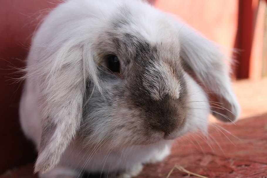 rabbit, fluffy, bun, white, silver, cute, adorable, mammal HD wallpaper