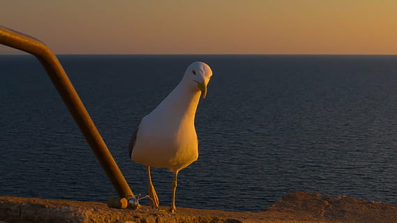 seagull, curious, view, water bird, beach, gull species, nice HD wallpaper