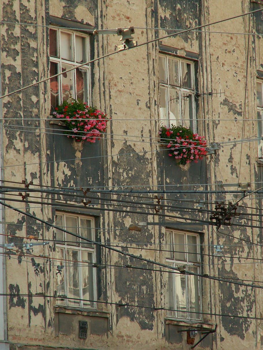 wall, windows, flowers, building, brno, architecture, europe HD wallpaper
