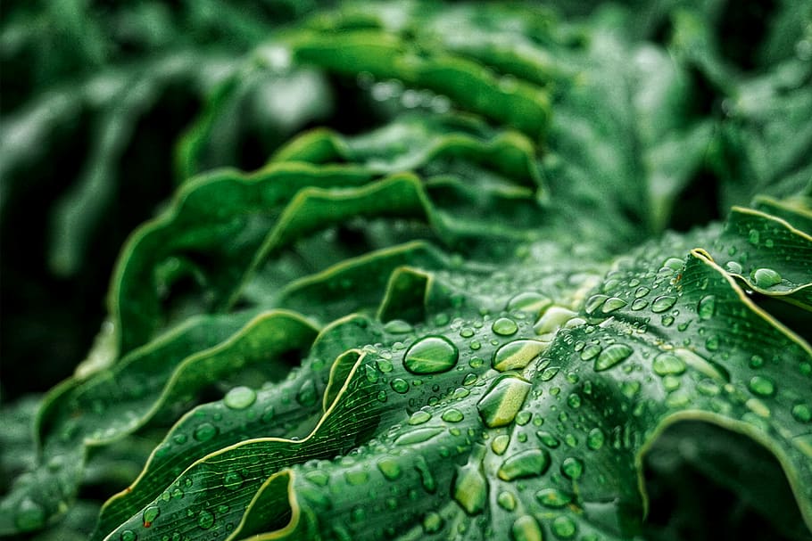 green leafs with water drops, close-up photography of green leaf plant with water droplets HD wallpaper